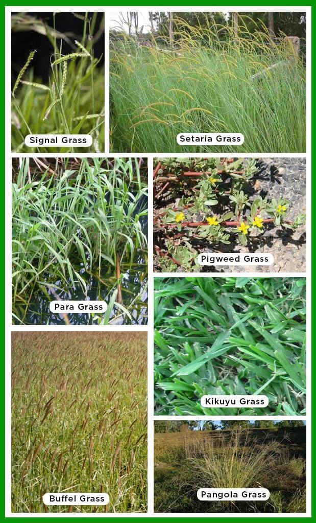 types of grasses for horses
