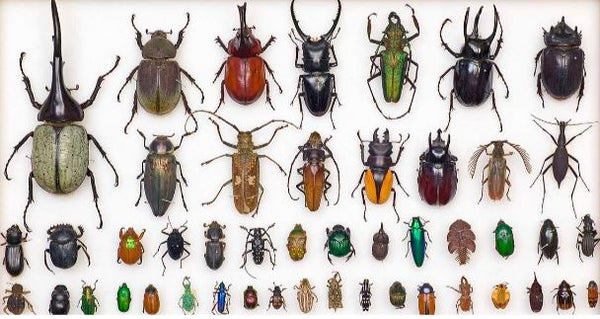 Museum collection of beetles