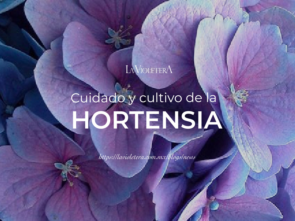 Cuidado y cultivo de hortensias – La Violetera