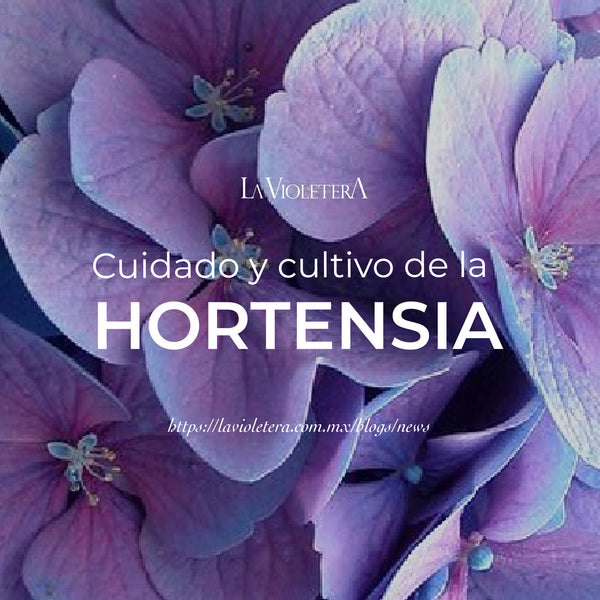 Cuidado y cultivo de hortensias – La Violetera