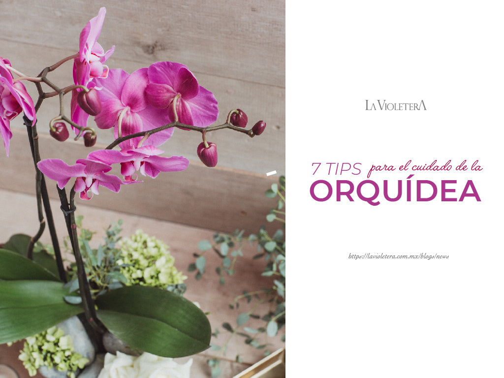 7 Tips para el Cuidado de la Orquídea – La Violetera