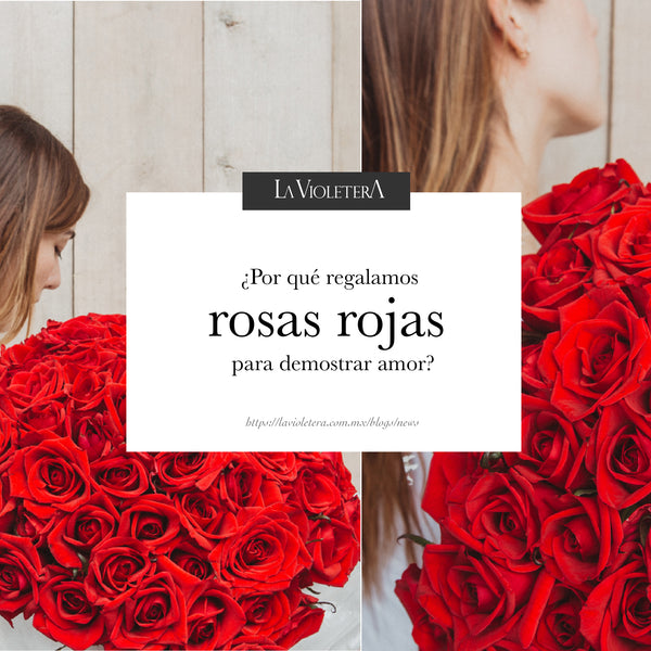 Por qué regalamos rosas rojas cuando queremos demostrar amor? – La Violetera