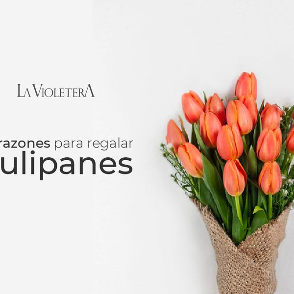 5 razones para regalar tulipanes – La Violetera