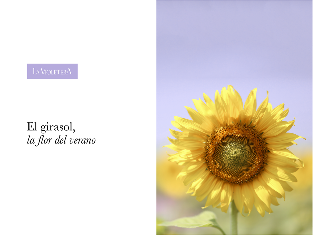 El girasol, la flor del verano – La Violetera