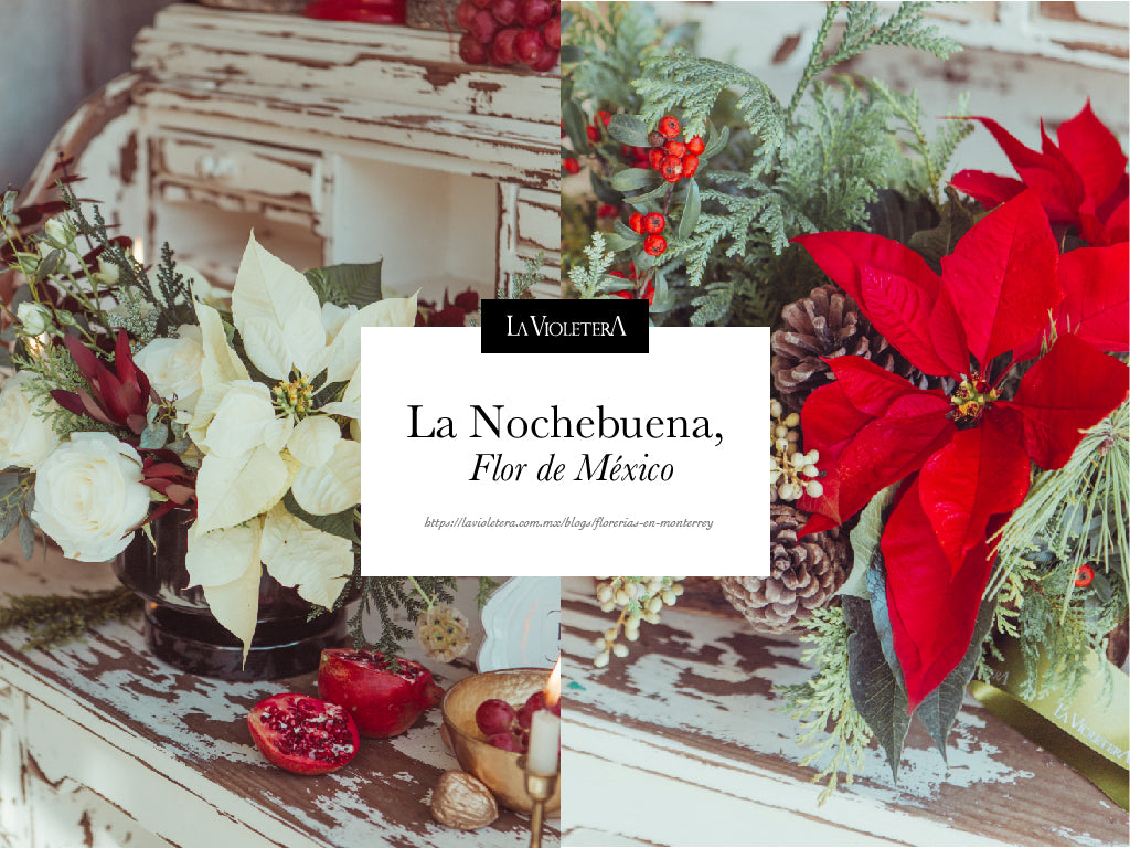 La Nochebuena, Flores de México para el mundo! – La Violetera