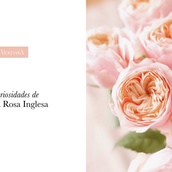 Curiosidades de la Rosa Inglesa – La Violetera