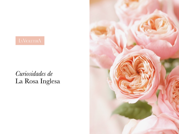 Curiosidades de la Rosa Inglesa – La Violetera