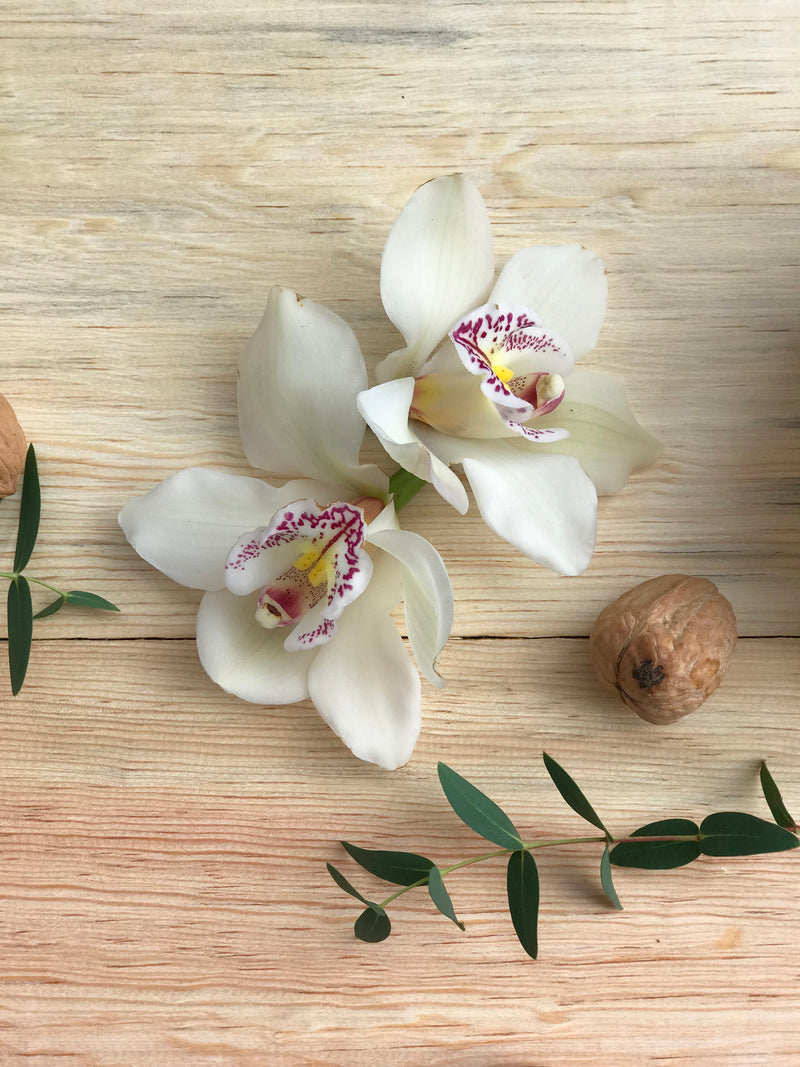 Orquideas extra – La Violetera