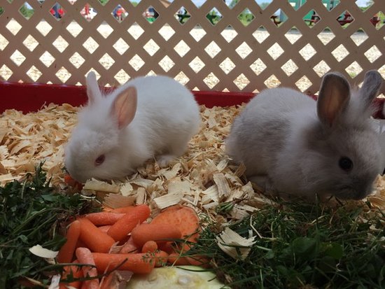 Citronbunnies