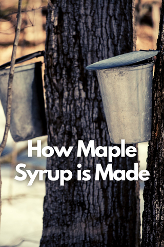 How to harvest maple syrup