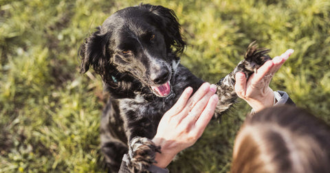 Black dog giving a high-five to owner