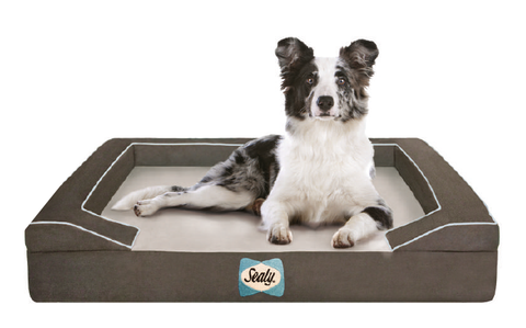 Sealy Lux Bed with Dog