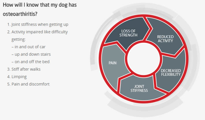 Osteoarthritis in Dogs