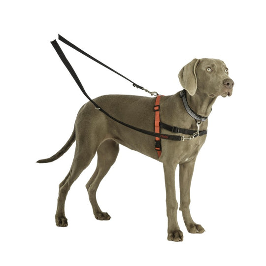 long leashes for dogs