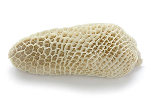 honeycomb tripe