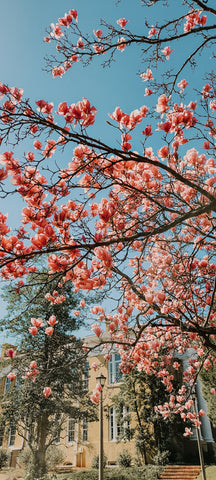 magnolia blossoms nature inspired jewelry travel van life south carolina