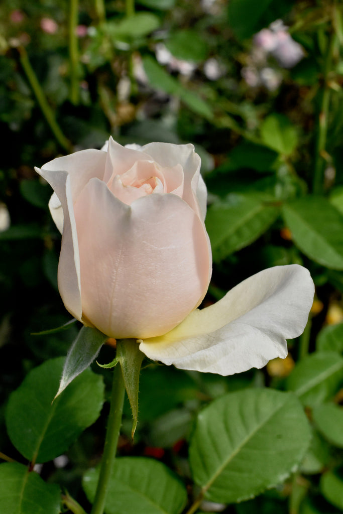 Roses - Lissom Beauty - New Zealand Skincare