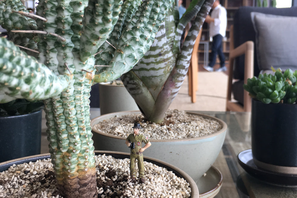 Cacti and mini explorer figure at KINTO head office 