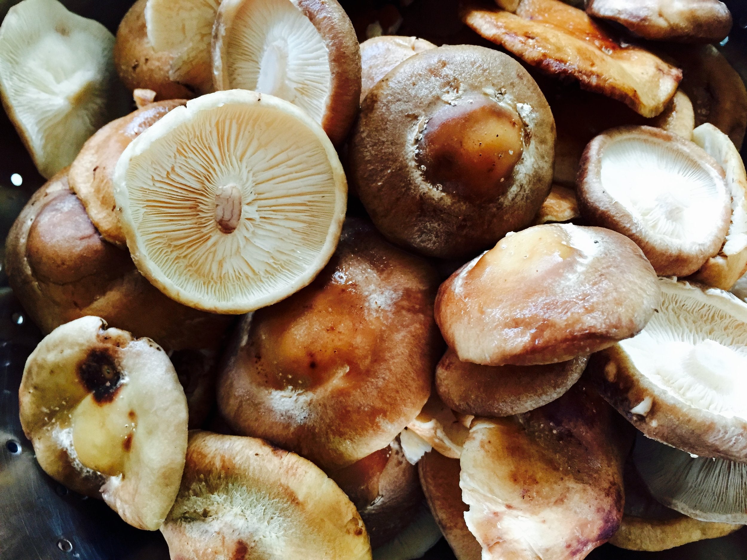  Shiitake mushrooms 