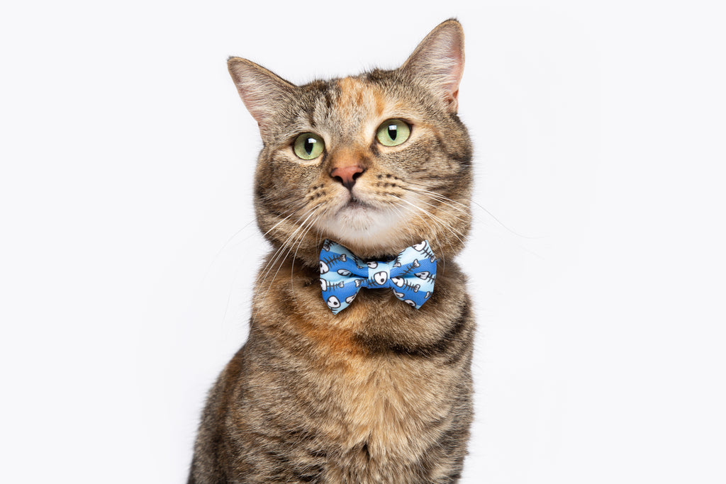 cat collar necktie