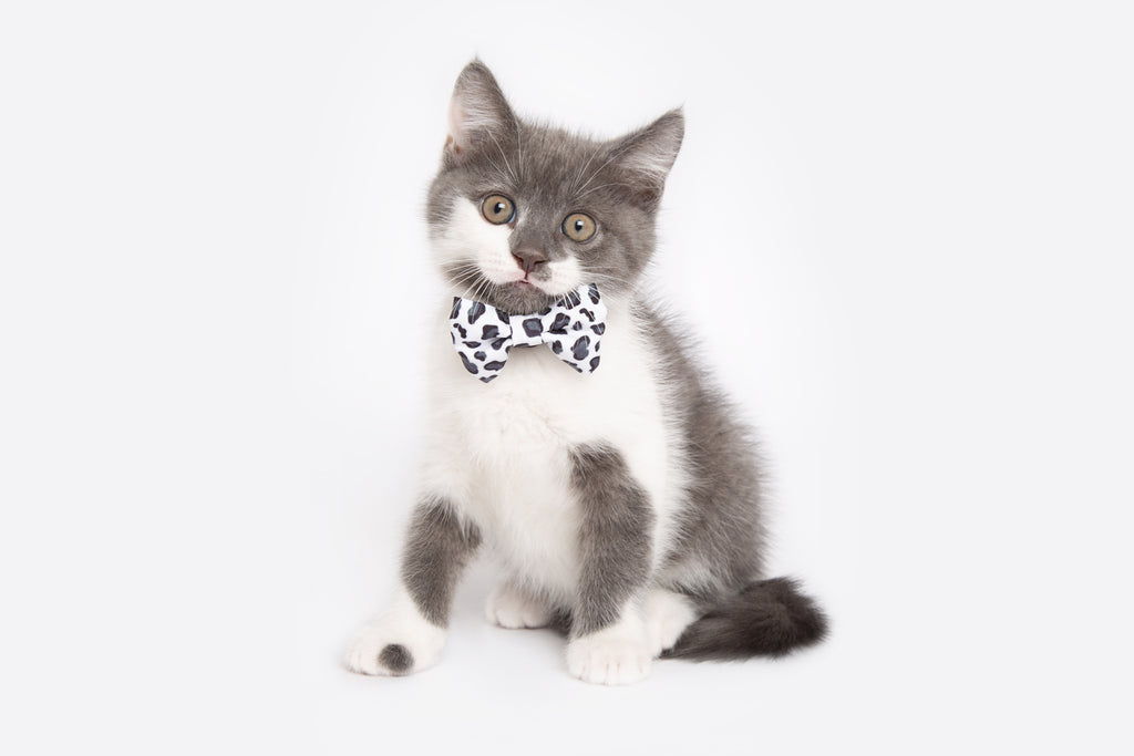 CAT Collar and Bow Tie For Cats & Kittens | LITTLE KITTY CO