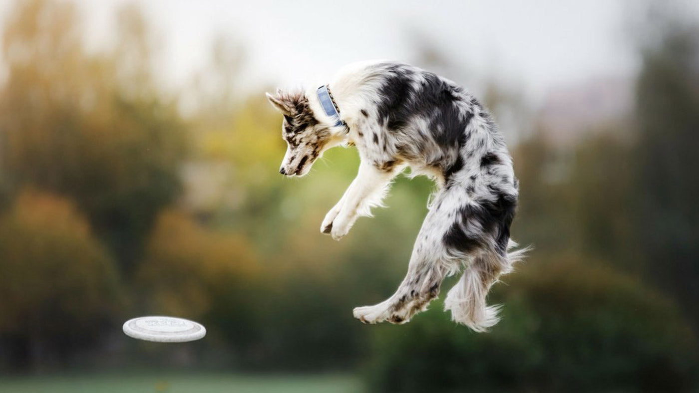 Is jumping bad for dogs? Fact Vs. Fiction | Lintbells UK blog