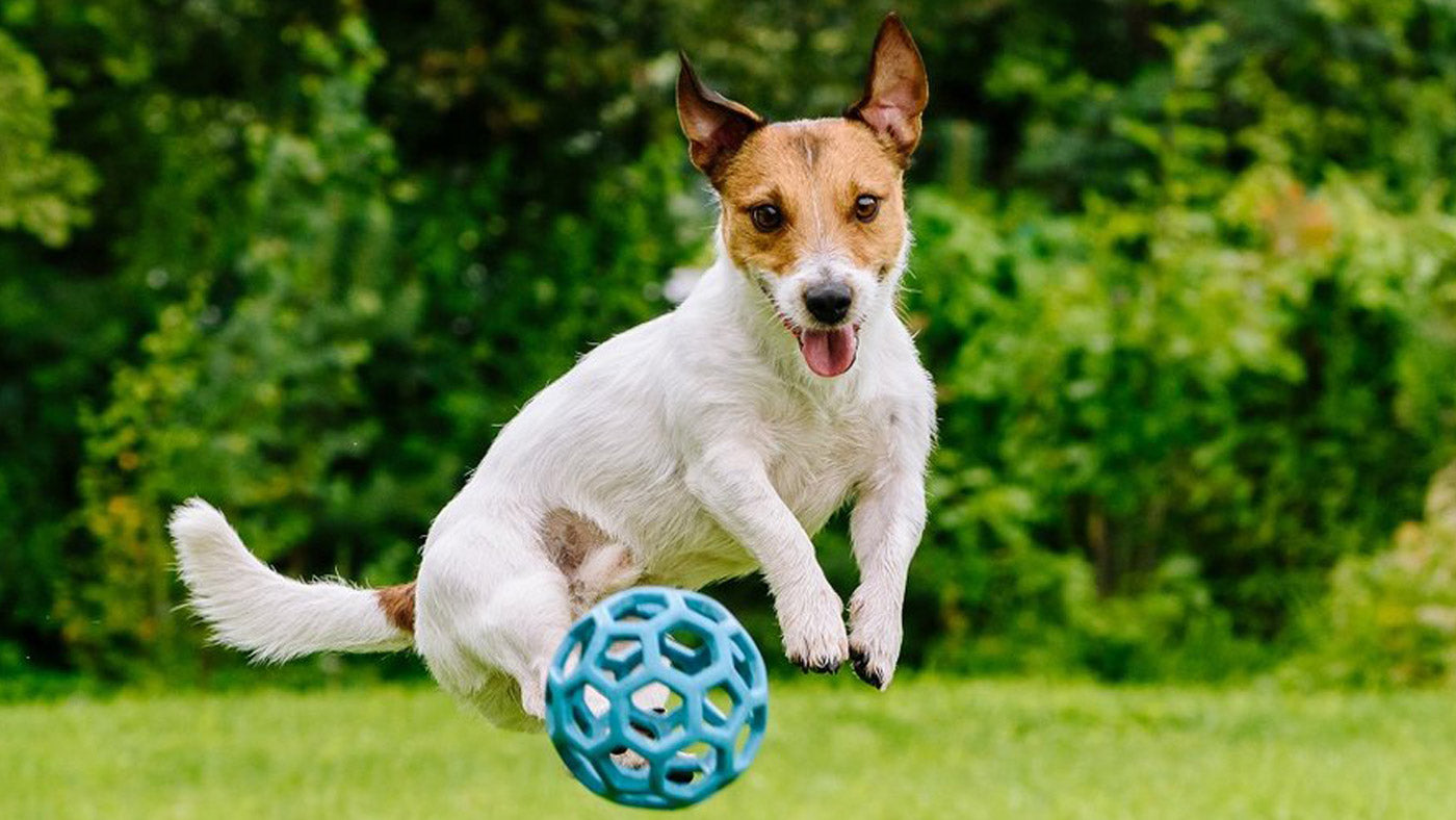 dog playing with ball