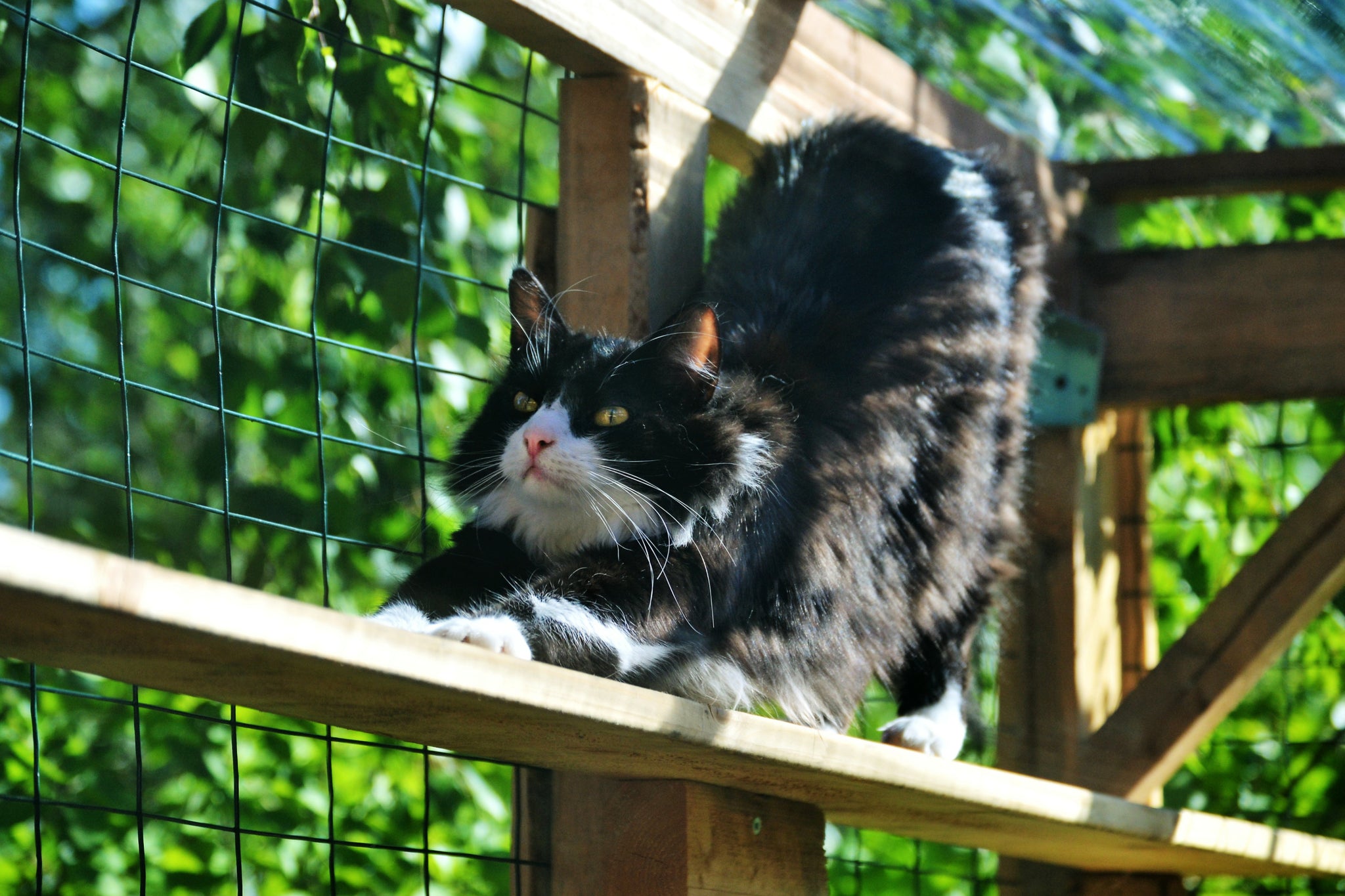 Cat joint care and spotting stiffness Lintbells UK Blog