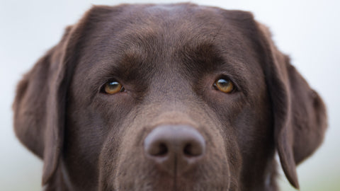 Chocolate Labrador eyes 