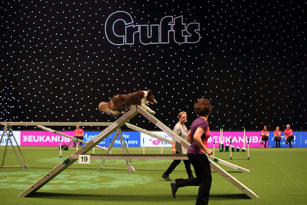 Crufts Show Dog