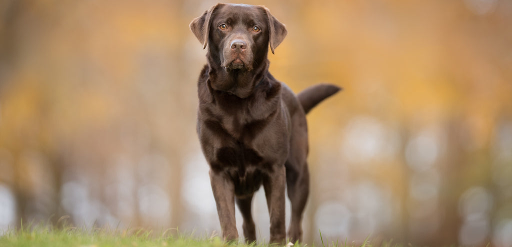 Charlie the Chocolate lab