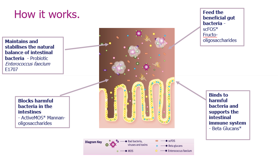 How the good and bad bacteria work in the gut