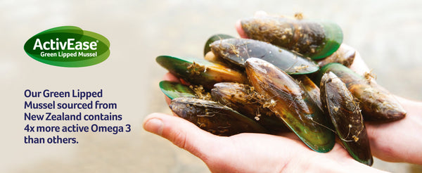 Green lipped mussel in hands
