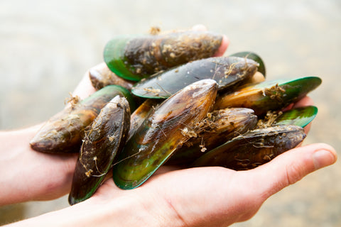 activease green lipped mussel