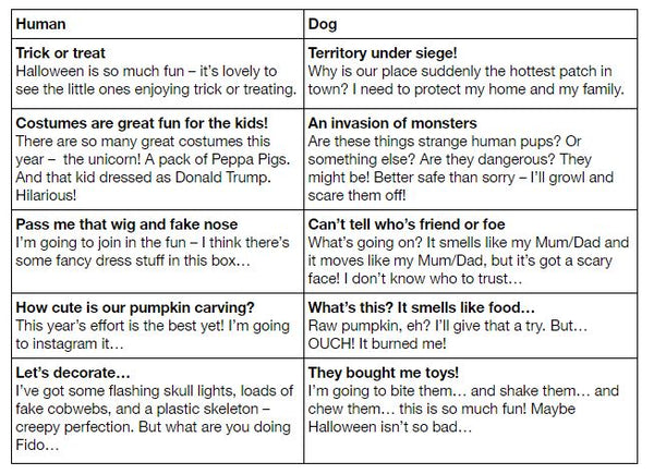 Dog care at halloween