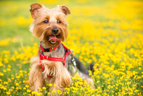 Yorkshire terrier in a field of buttercups.   