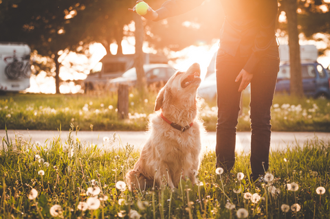 labrador looking up at owner with tennis ball