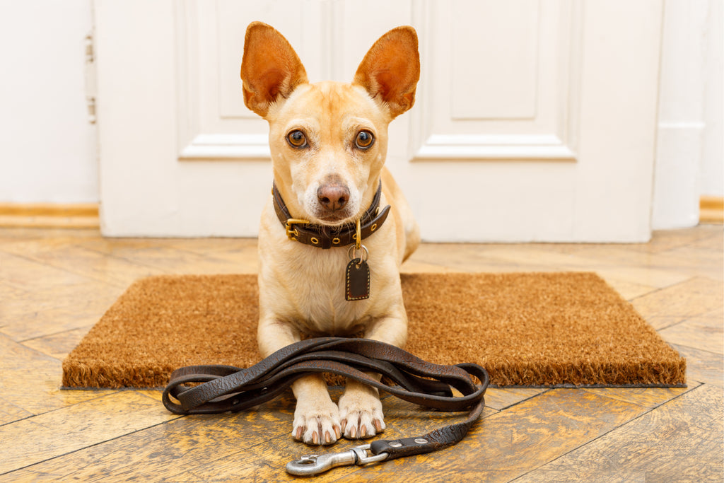 Dog sat by door with lead