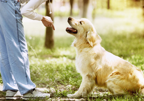 Women training a golden retriever in the park