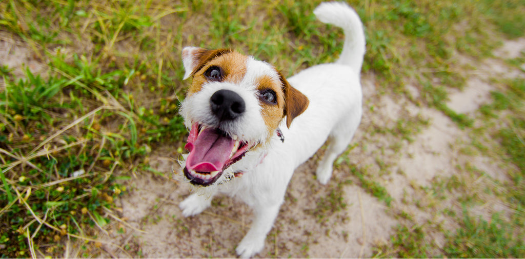 Puppy excited for walk in field