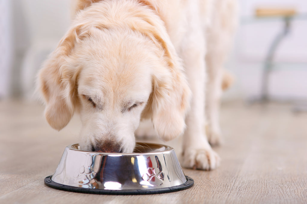 Dog eating out of bowl 