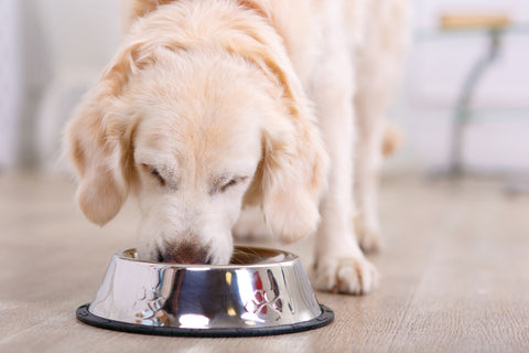 Labrador eating food from a bowl. 