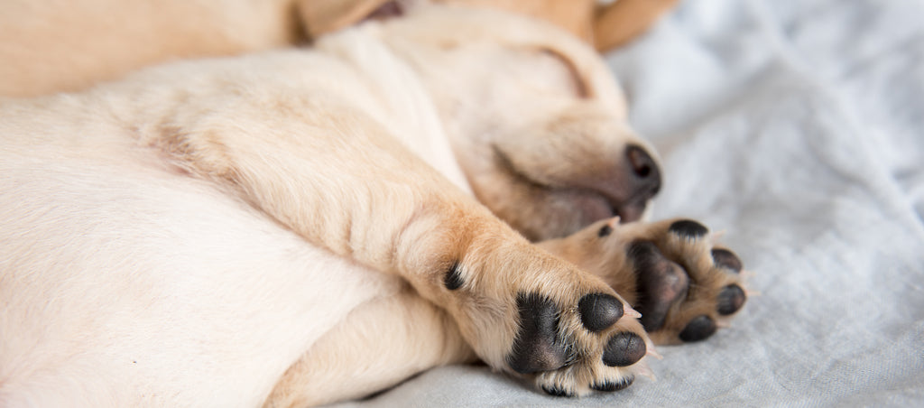 Dog lying down with paws showing