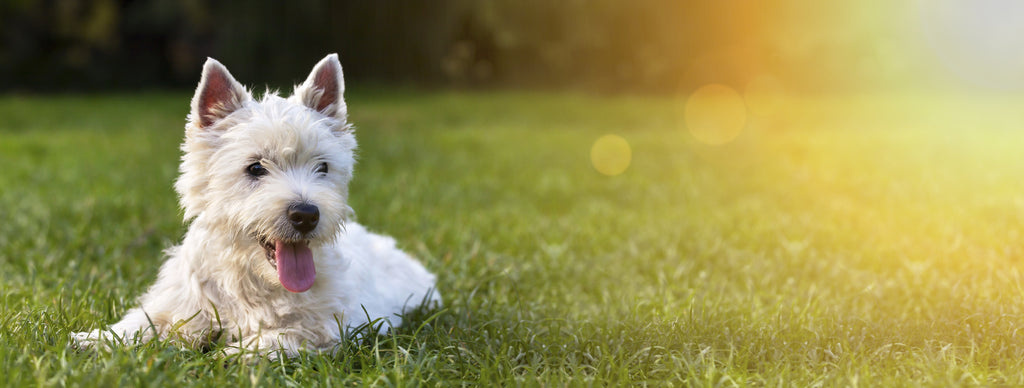 West Highland Terrier happy in grass