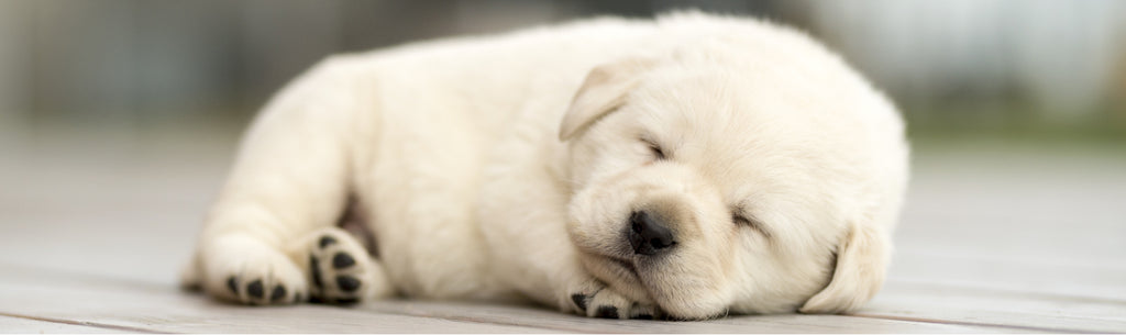 Puppy Labrador laying on wooden floor 