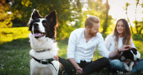 couple with two border collies looking happy