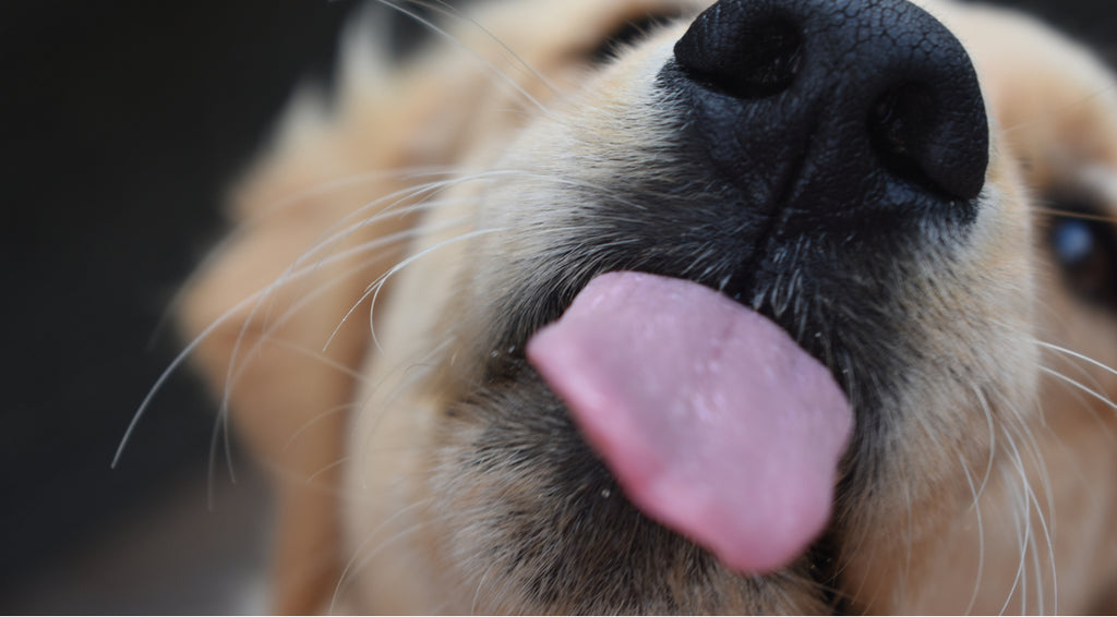 Dog licking screen