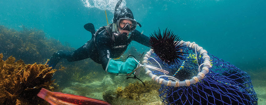 sea-urchins-sydney