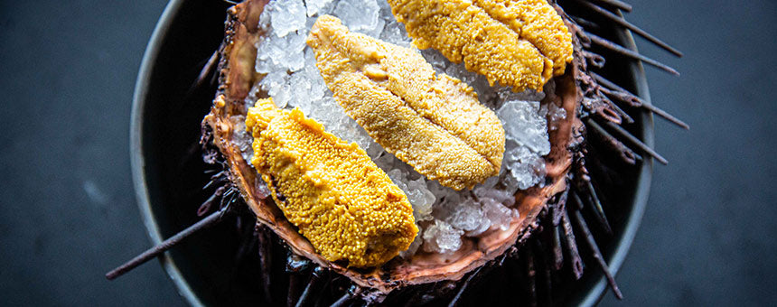 sea-urchin-uni-australia