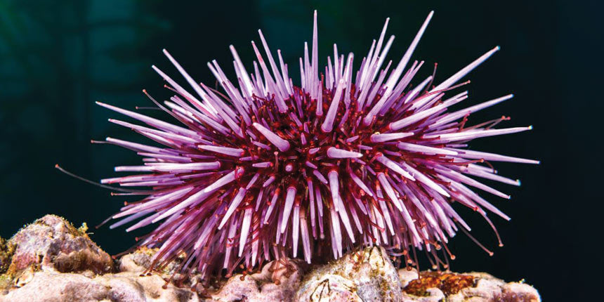 sea-urchin-uni